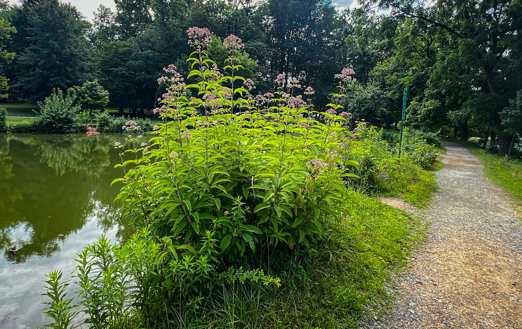 This Week at Nixon Park - July 14-21