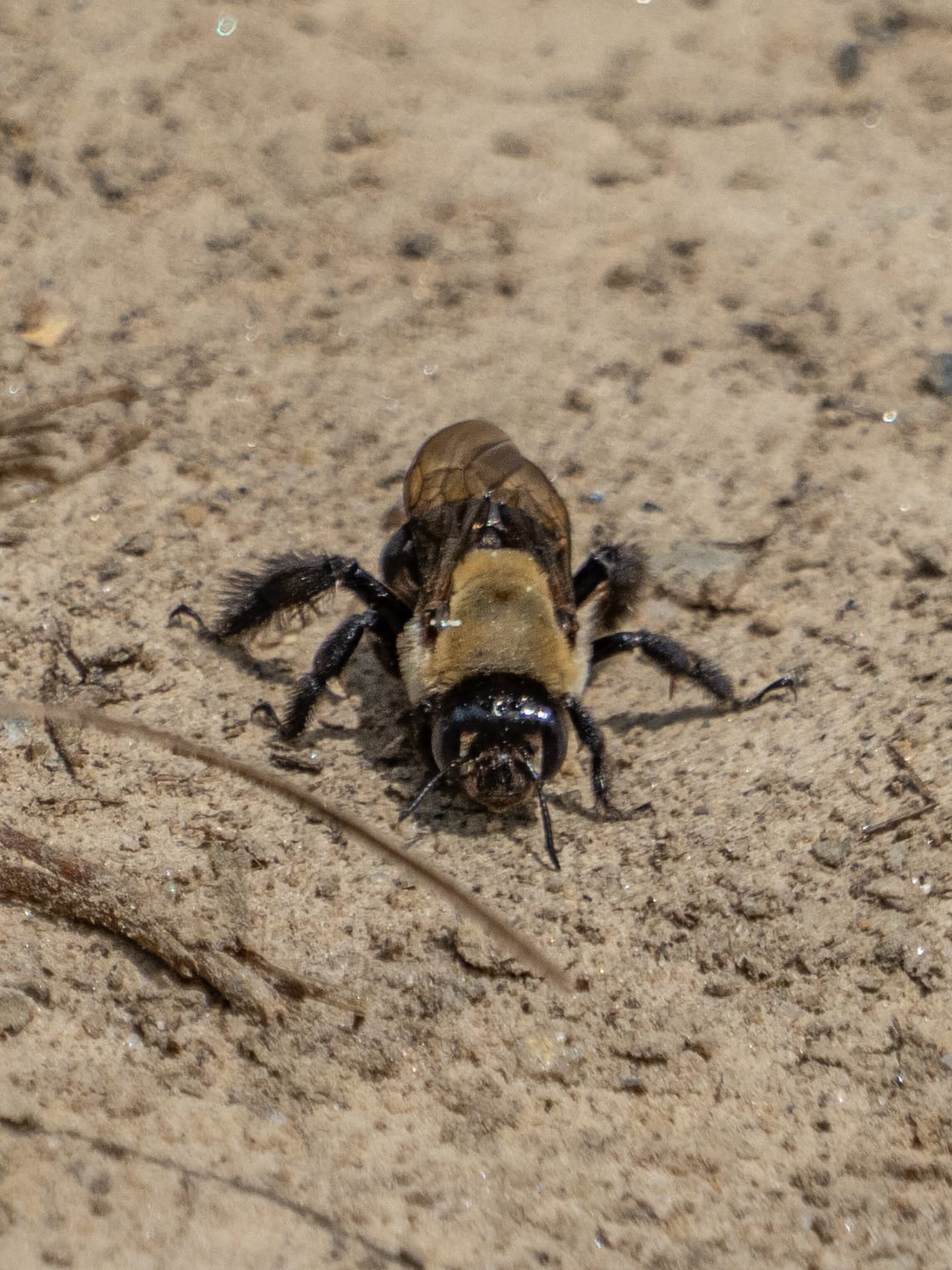 Hibiscus Turret Bees