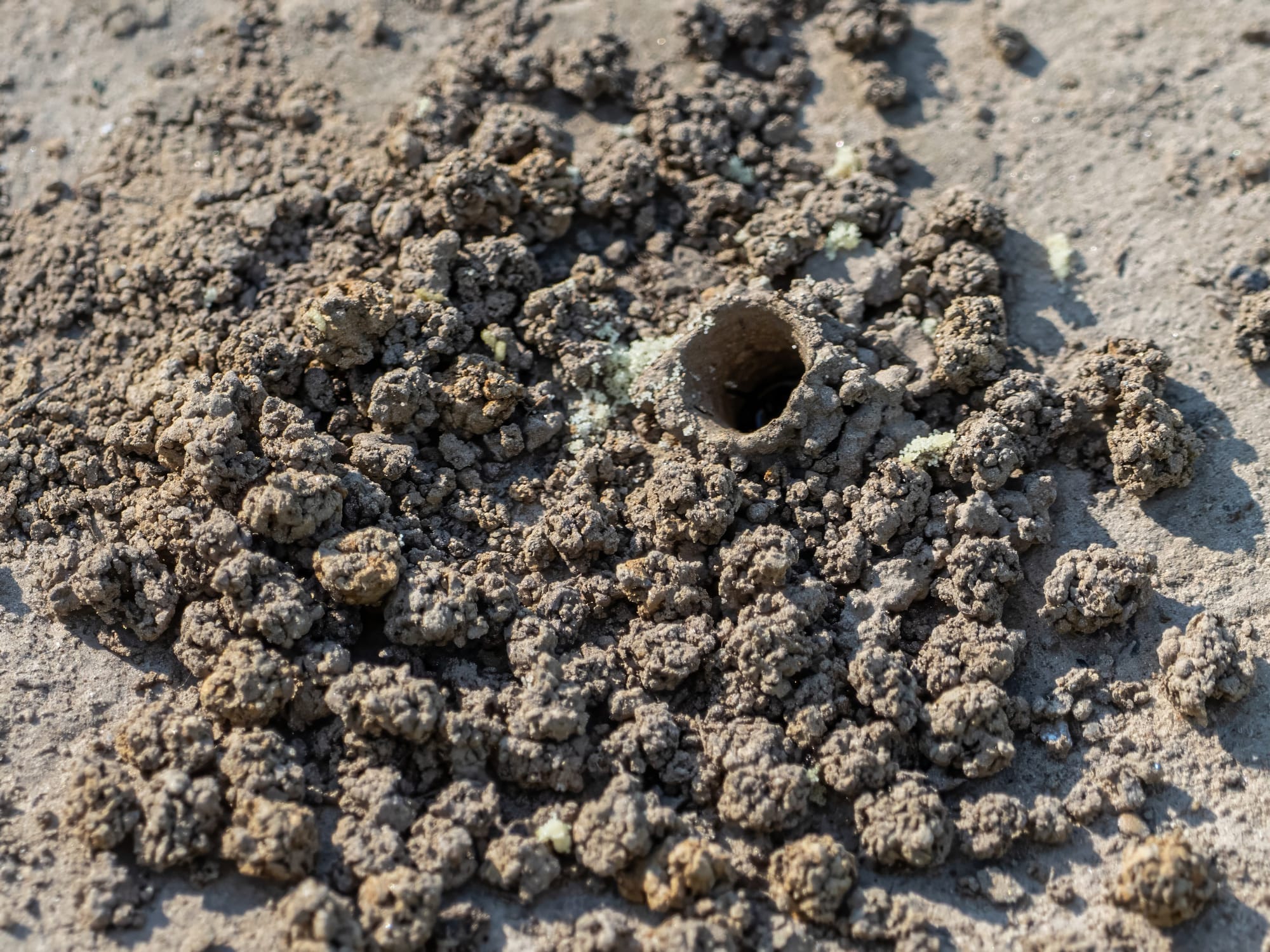 Hibiscus Turret Bees