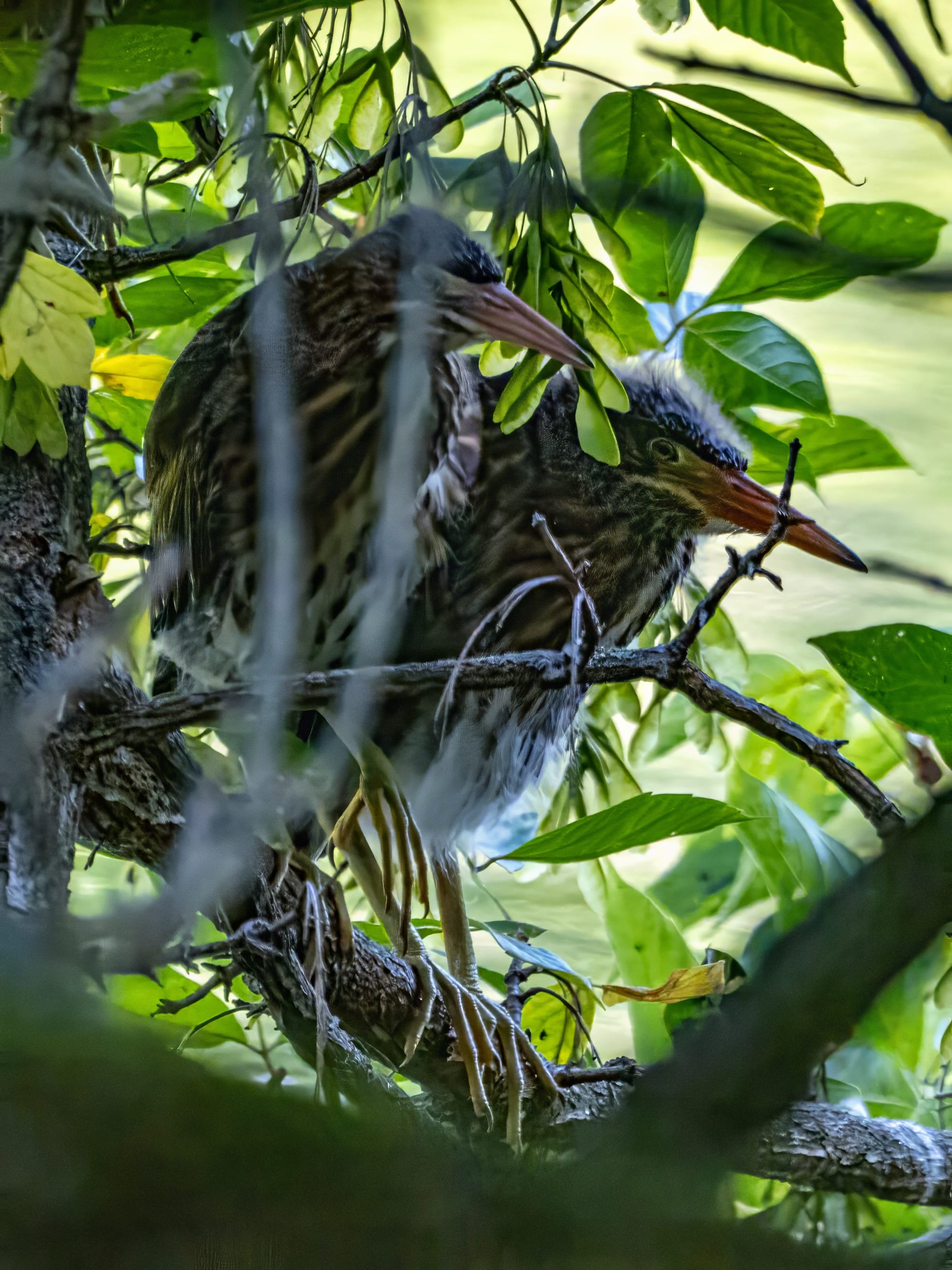 Green Heron Chicks