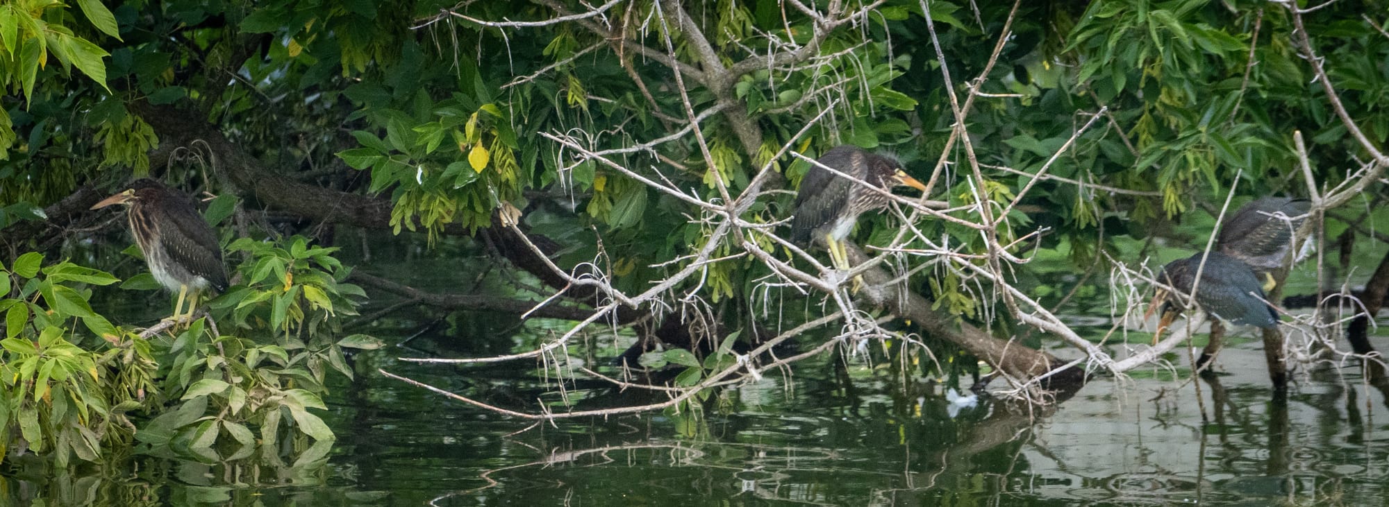 Green Heron Chicks