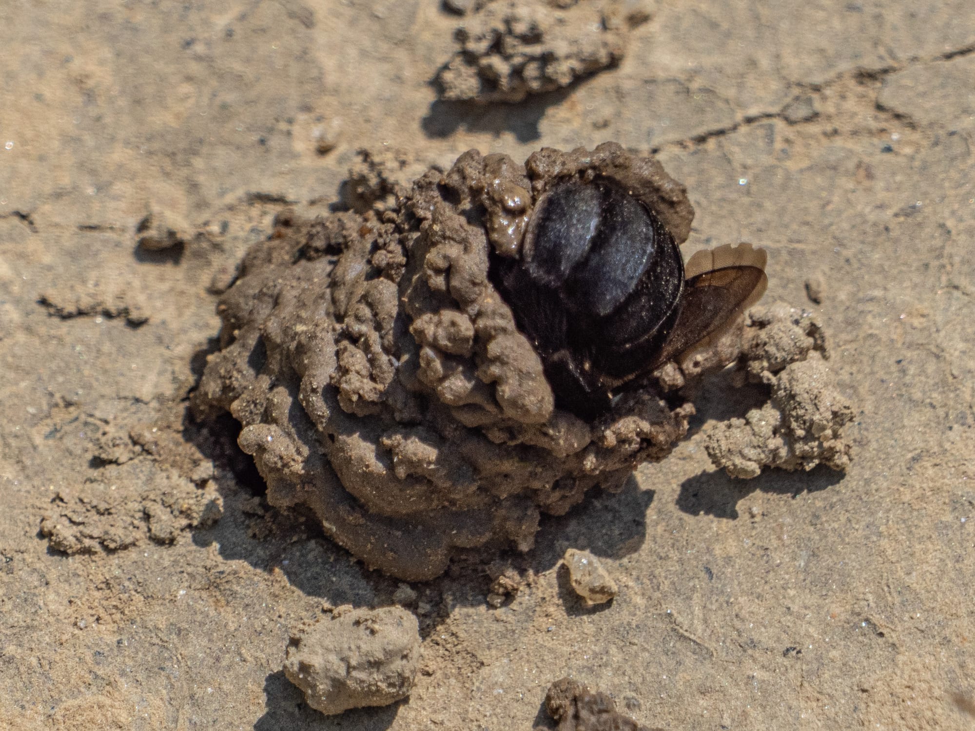 Hibiscus Turret Bees