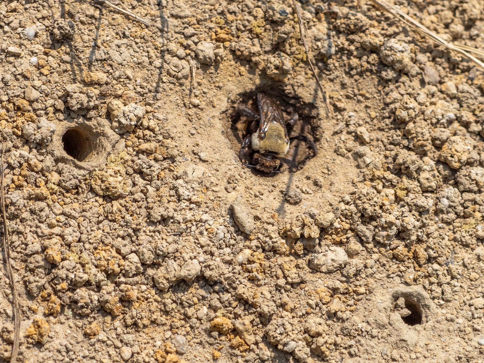 Hibiscus Turret Bees