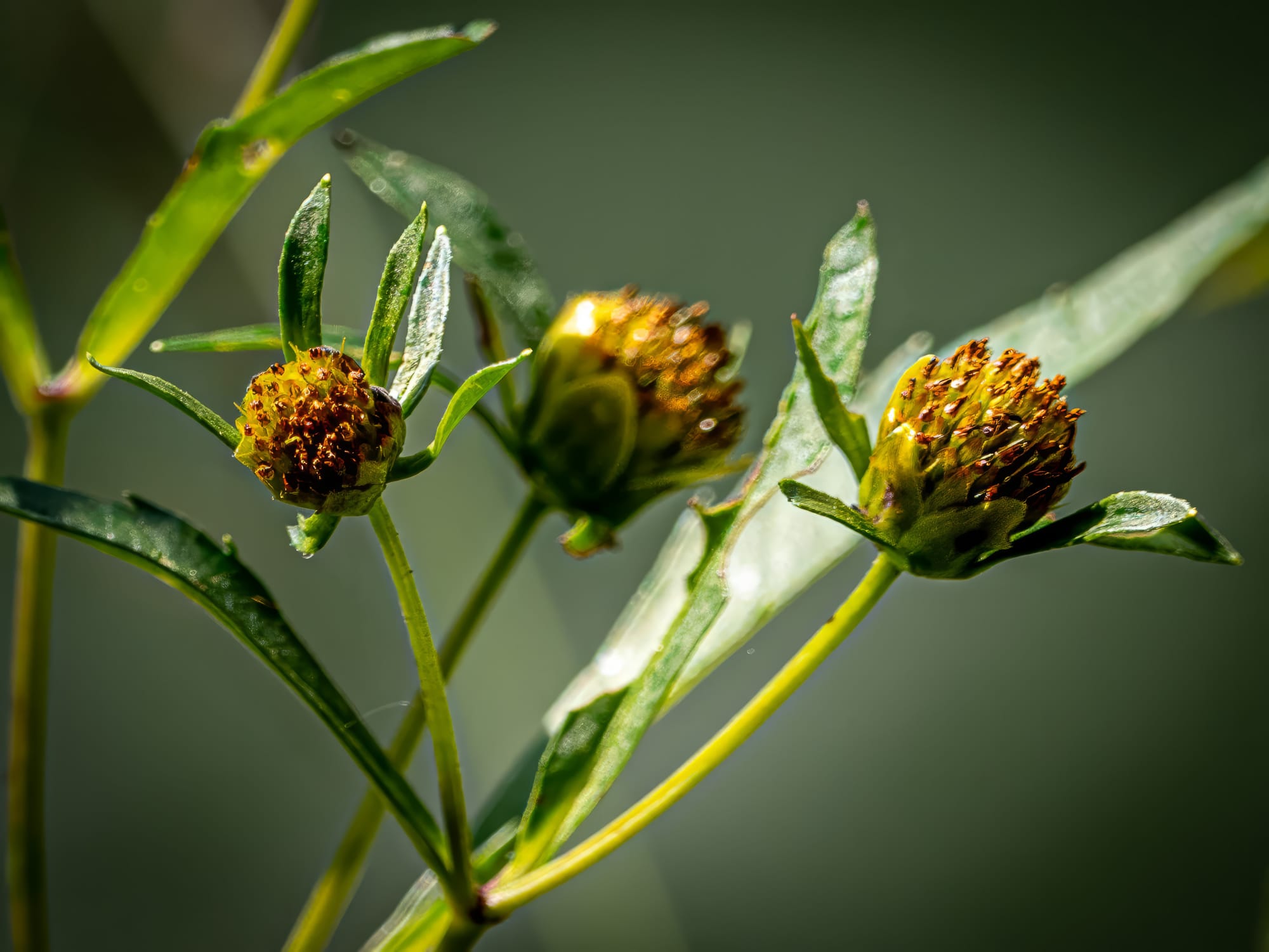 Asters, Beggarticks, Smartweeds, & Goldenrod