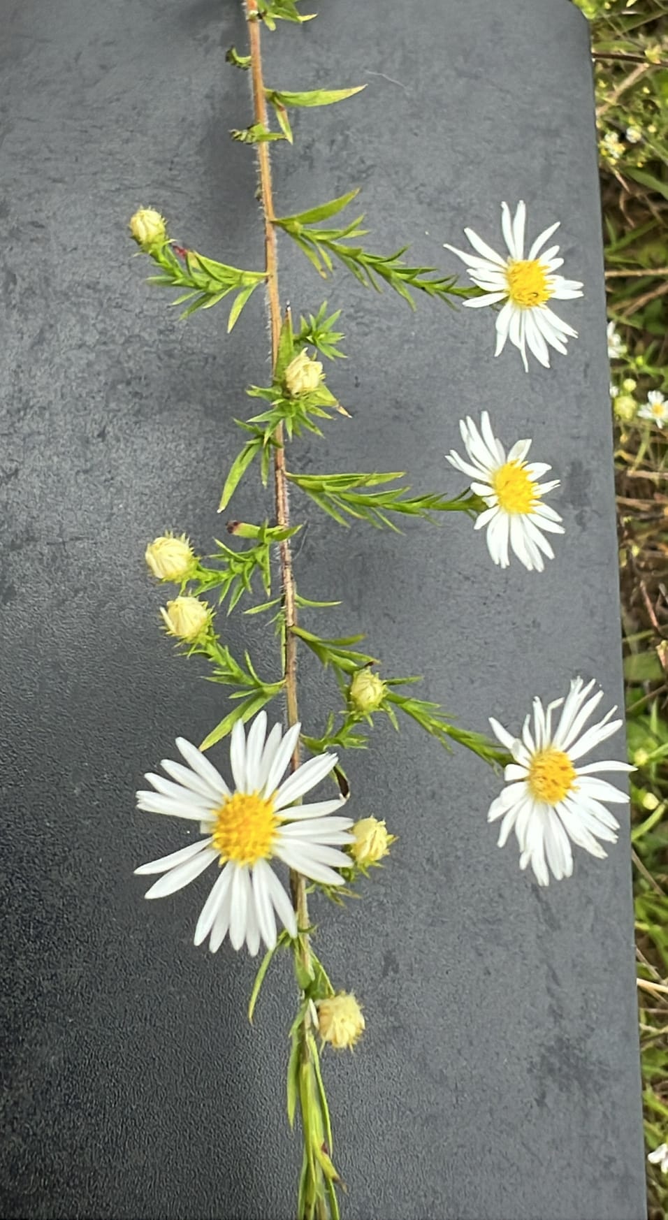 Asters, Beggarticks, Smartweeds, & Goldenrod