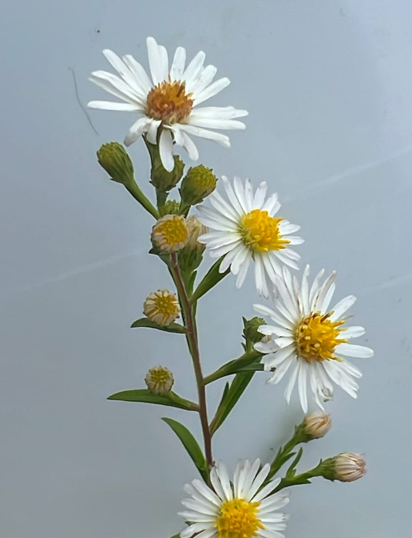 Asters, Beggarticks, Smartweeds, & Goldenrod