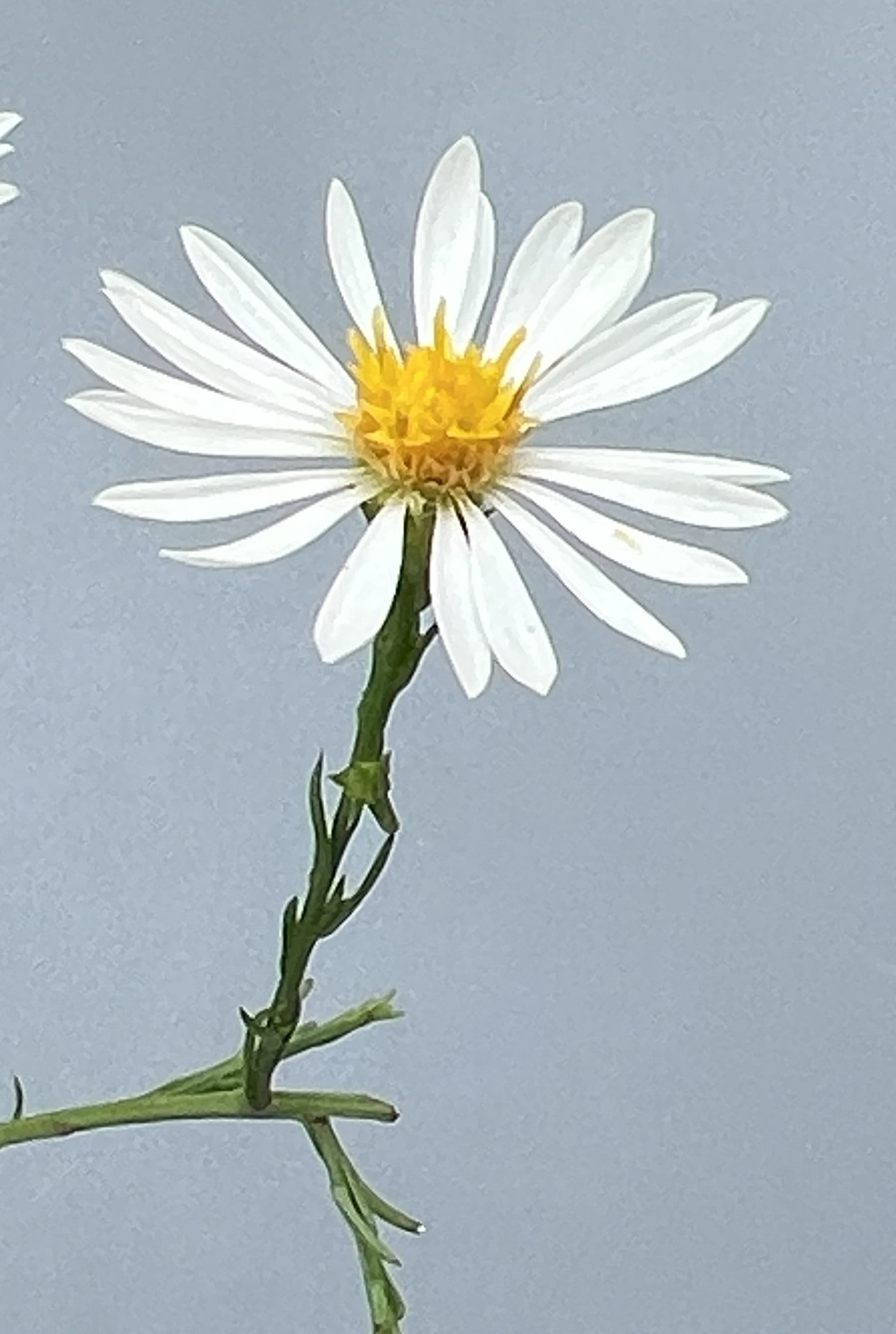 Asters, Beggarticks, Smartweeds, & Goldenrod