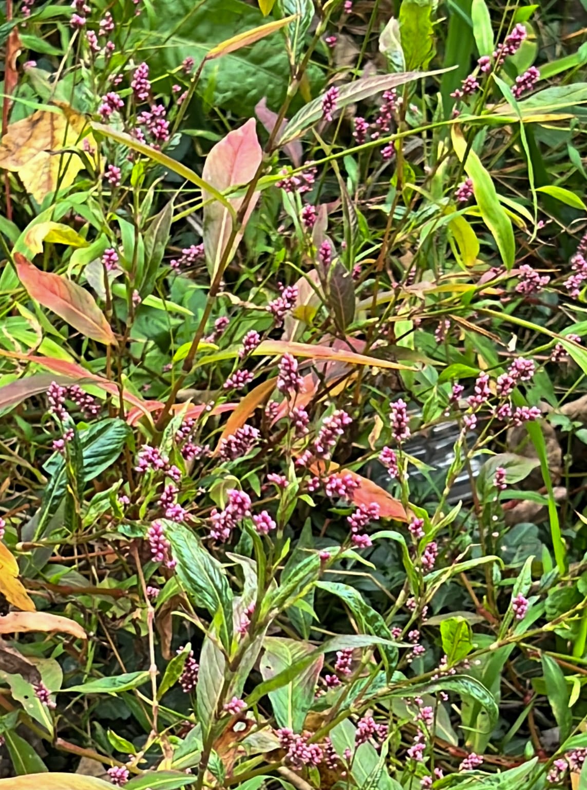 Asters, Beggarticks, Smartweeds, & Goldenrod
