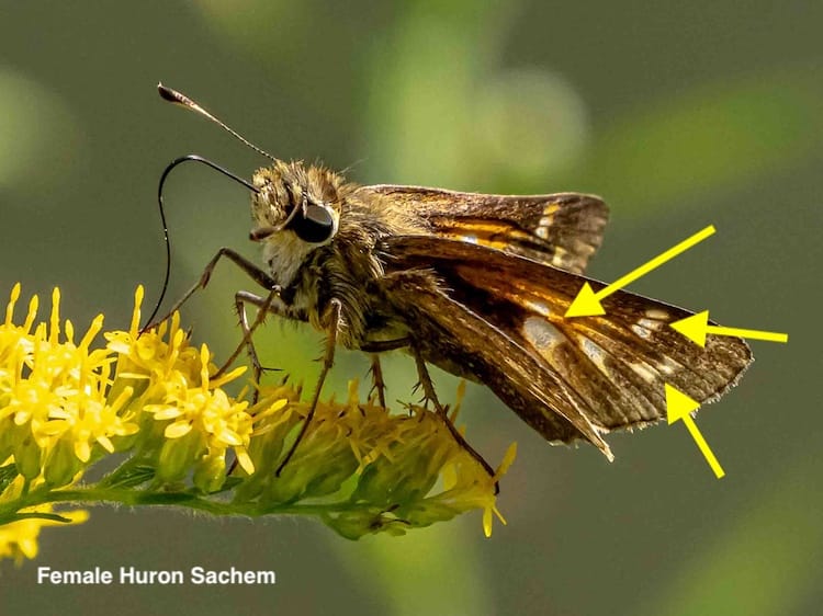 Skippers