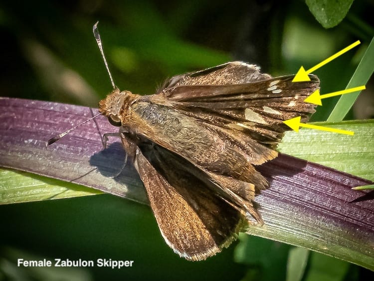 Skippers