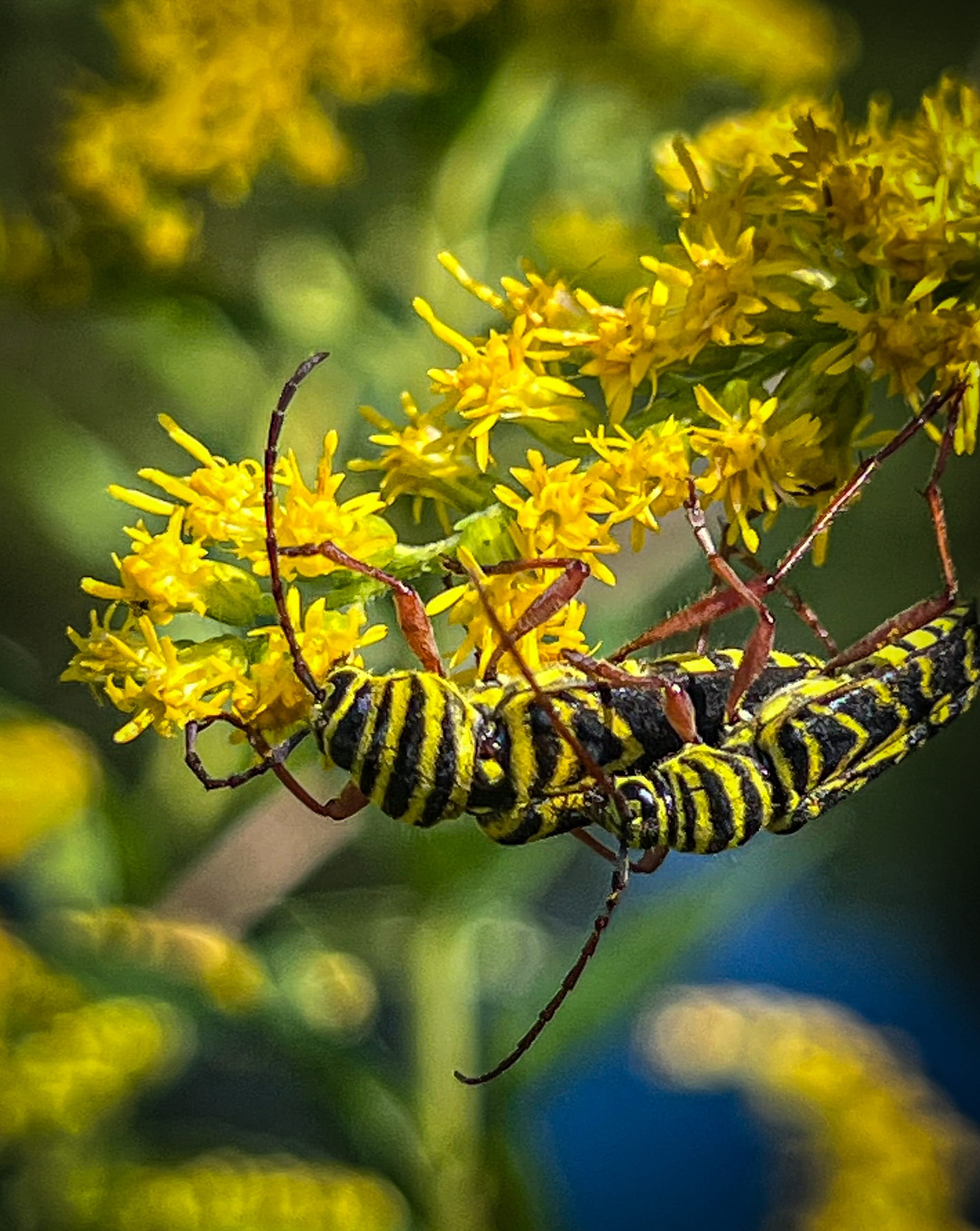 Asters, Beggarticks, Smartweeds, & Goldenrod