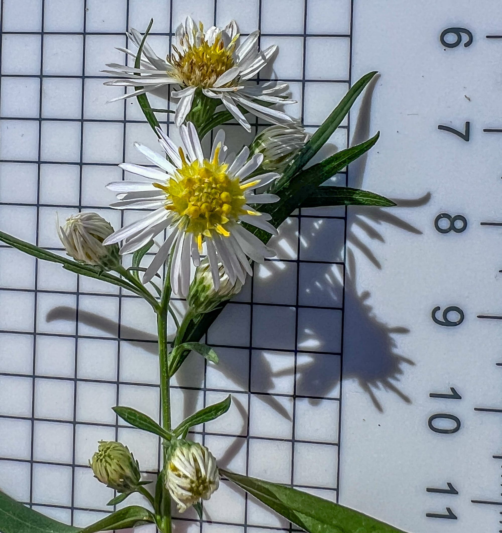 Asters, Beggarticks, Smartweeds, & Goldenrod