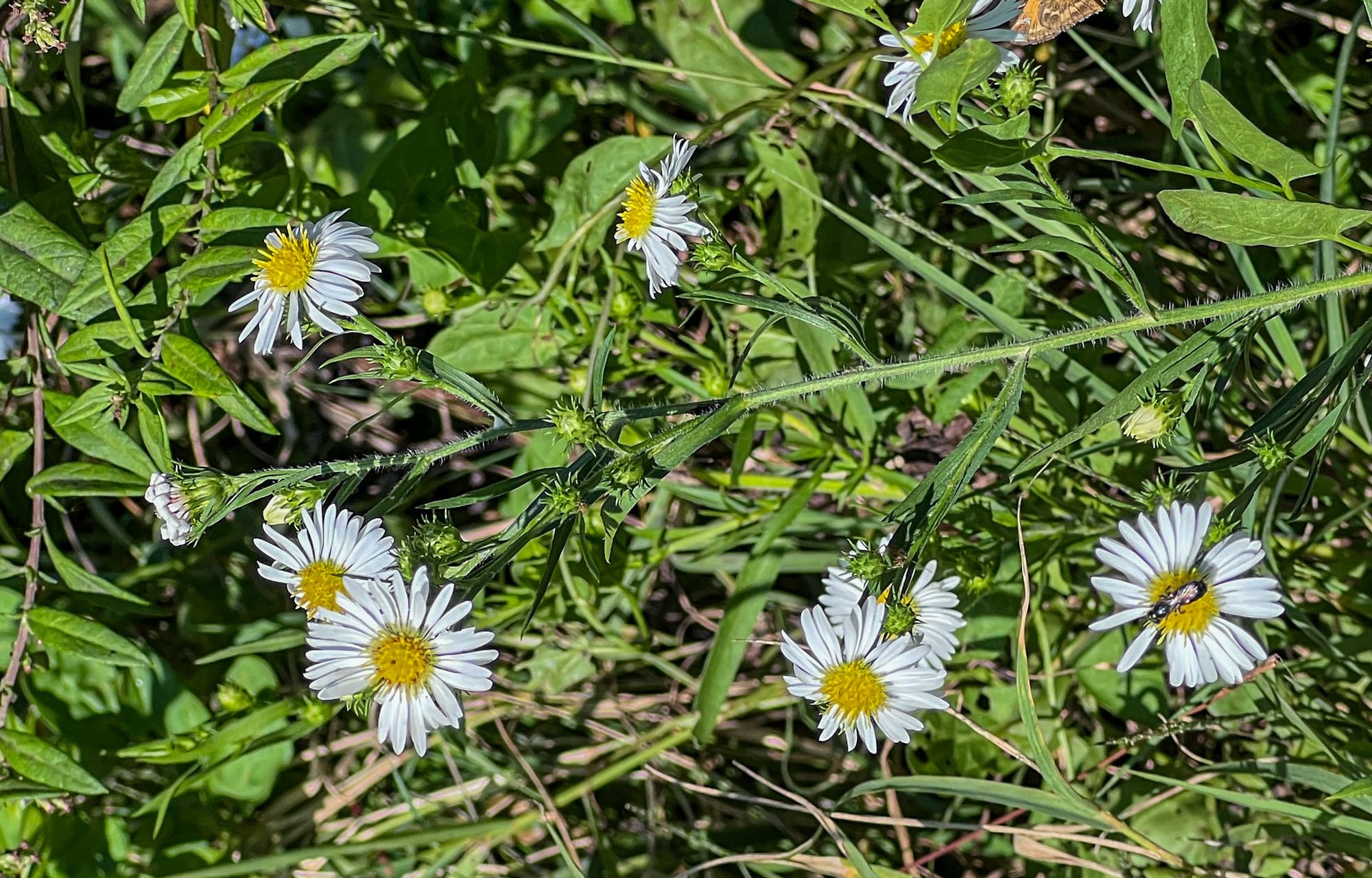 Asters, Beggarticks, Smartweeds, & Goldenrod