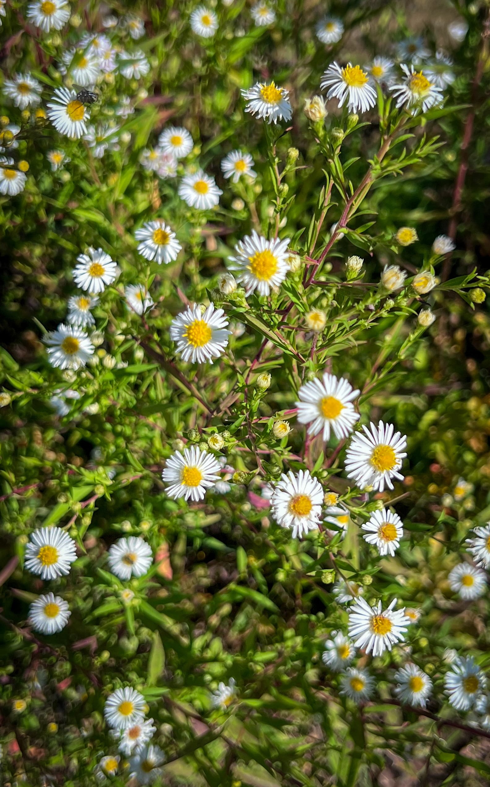 Asters, Beggarticks, Smartweeds, & Goldenrod