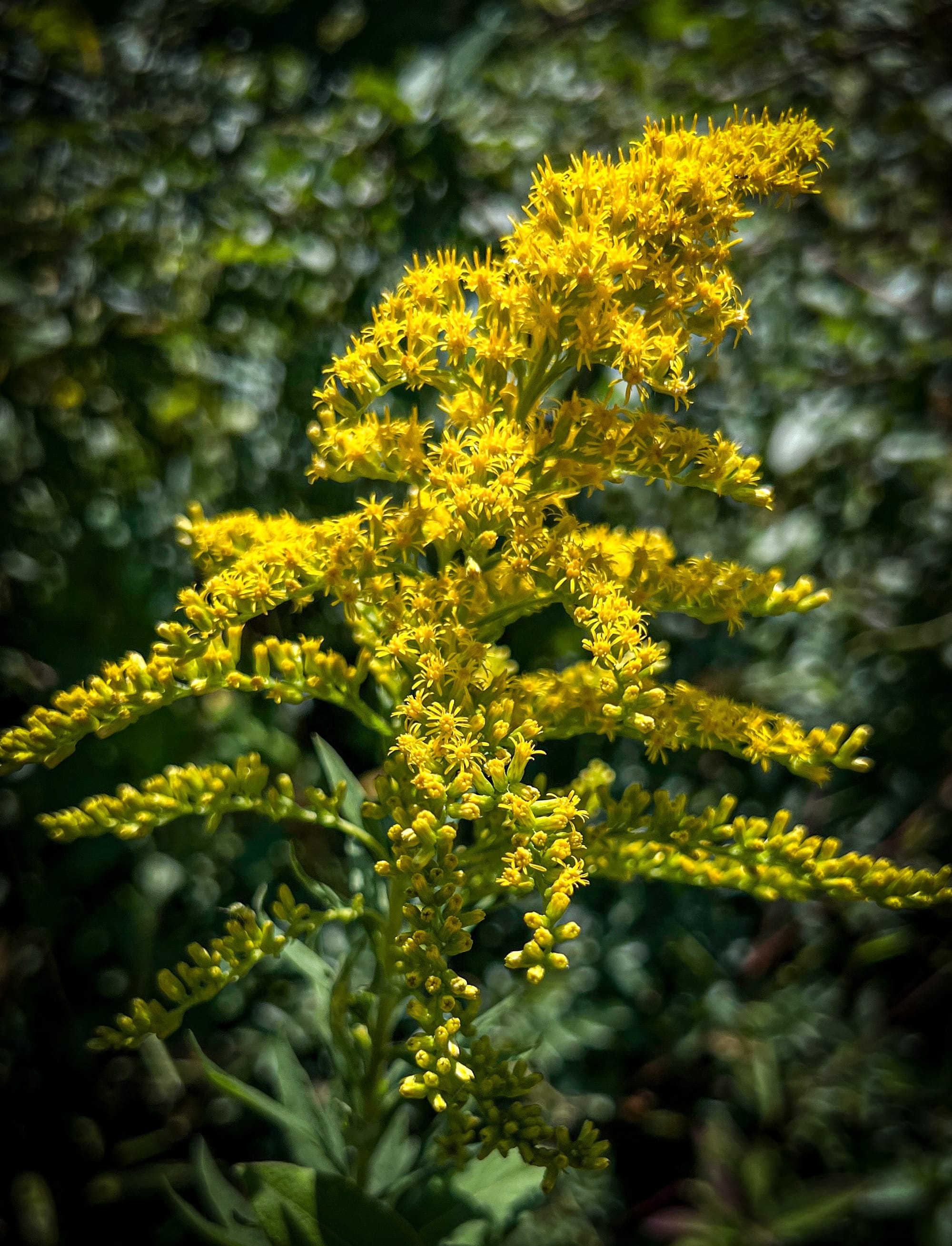 Asters, Beggarticks, Smartweeds, & Goldenrod