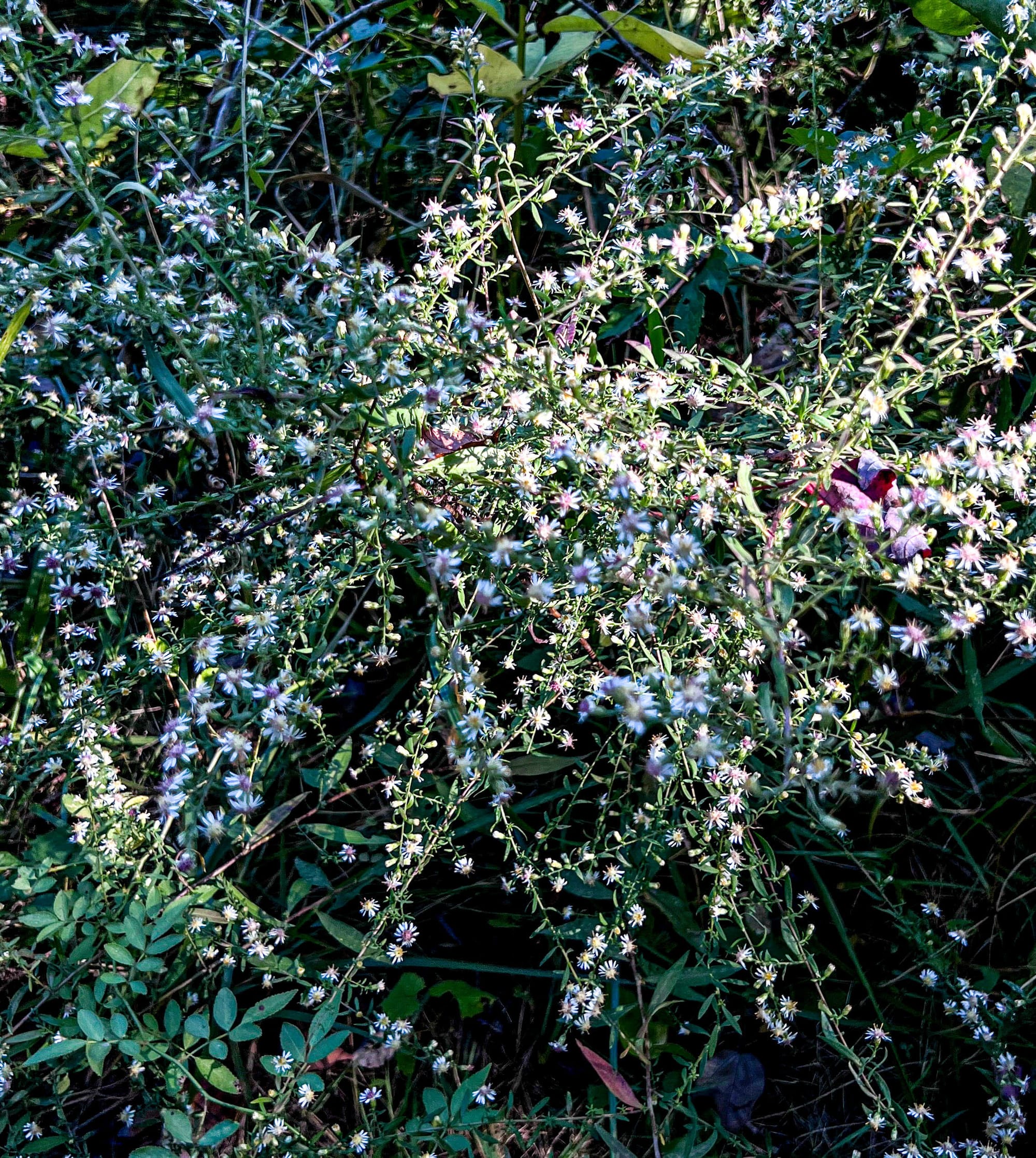 Asters, Beggarticks, Smartweeds, & Goldenrod
