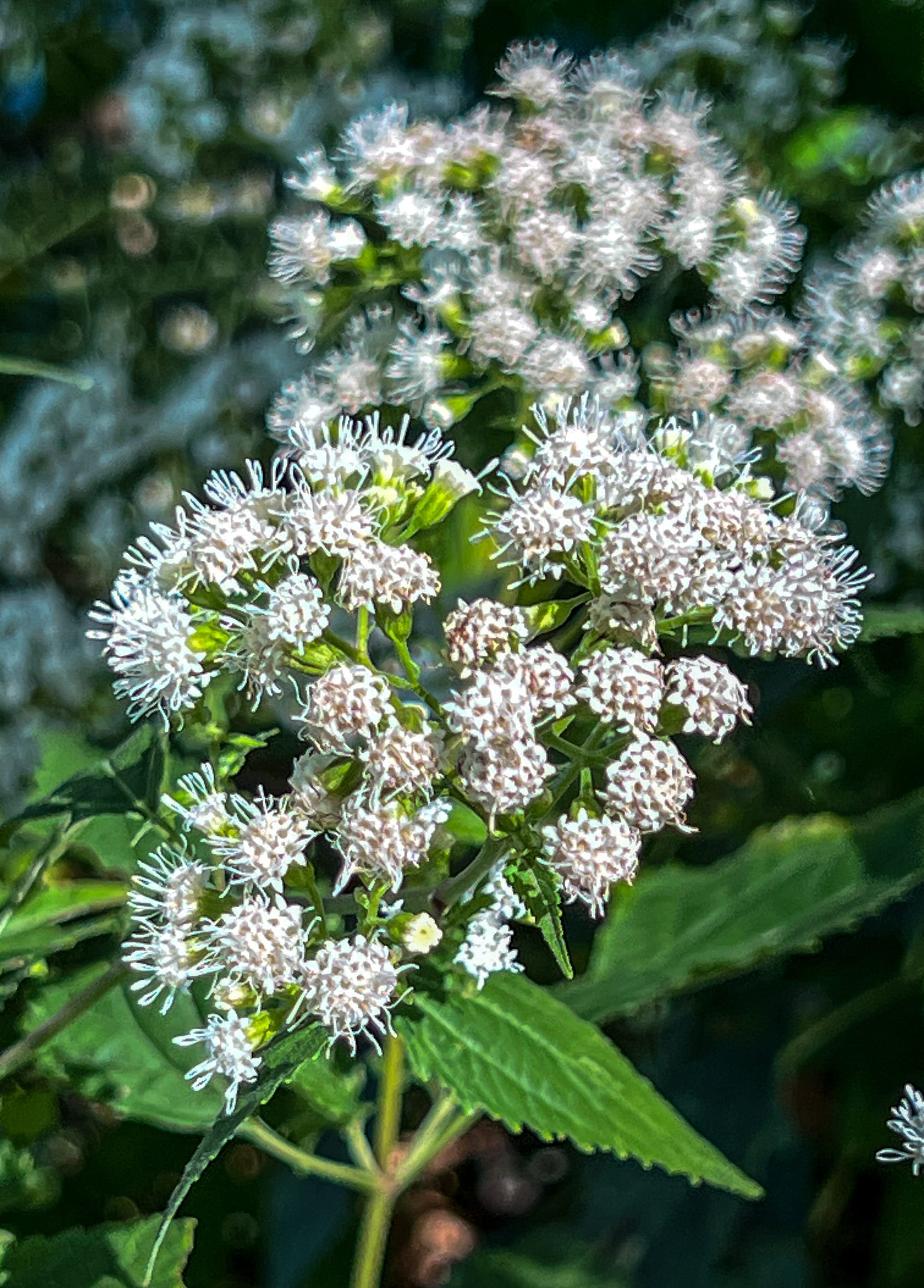 Asters, Beggarticks, Smartweeds, & Goldenrod