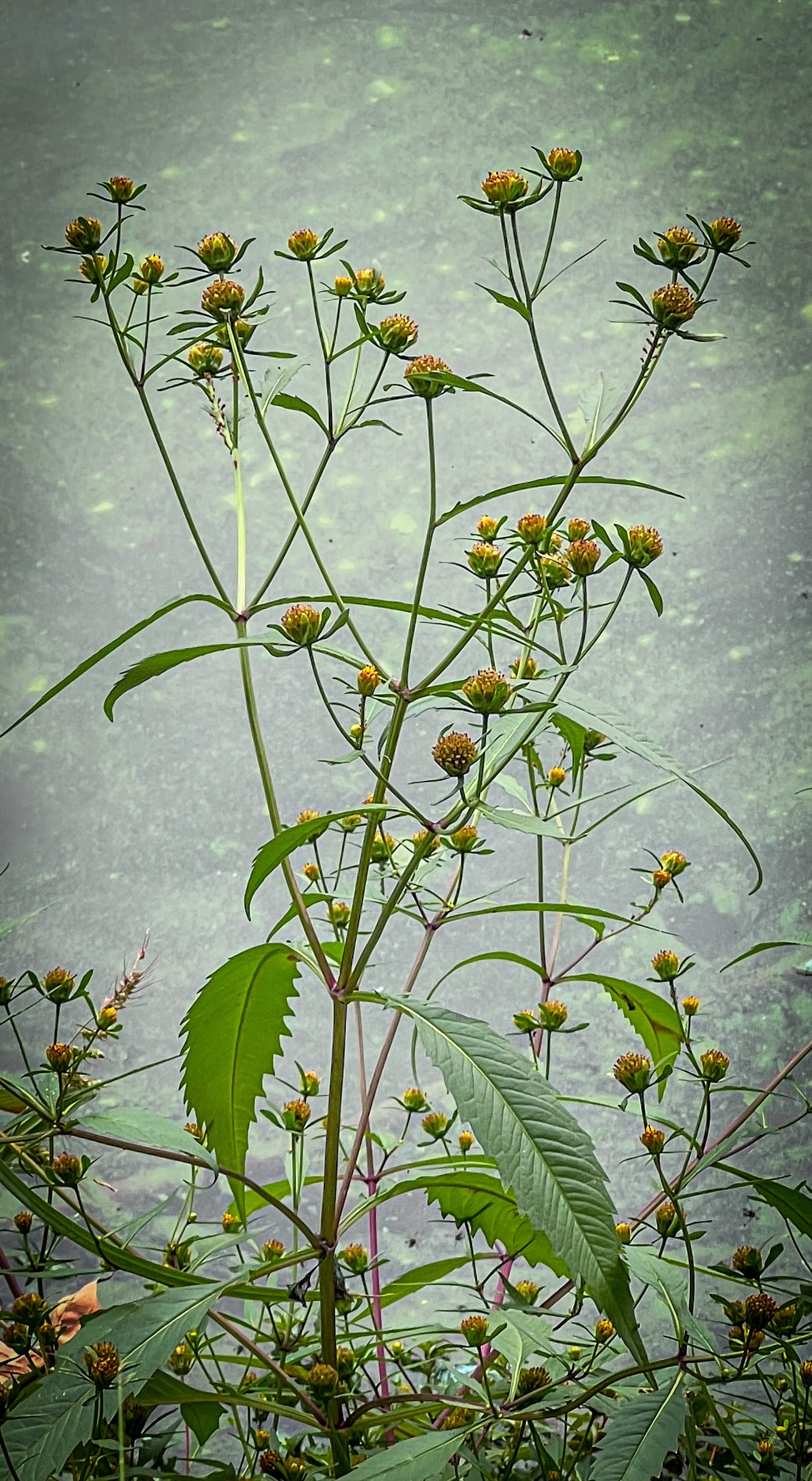 Asters, Beggarticks, Smartweeds, & Goldenrod