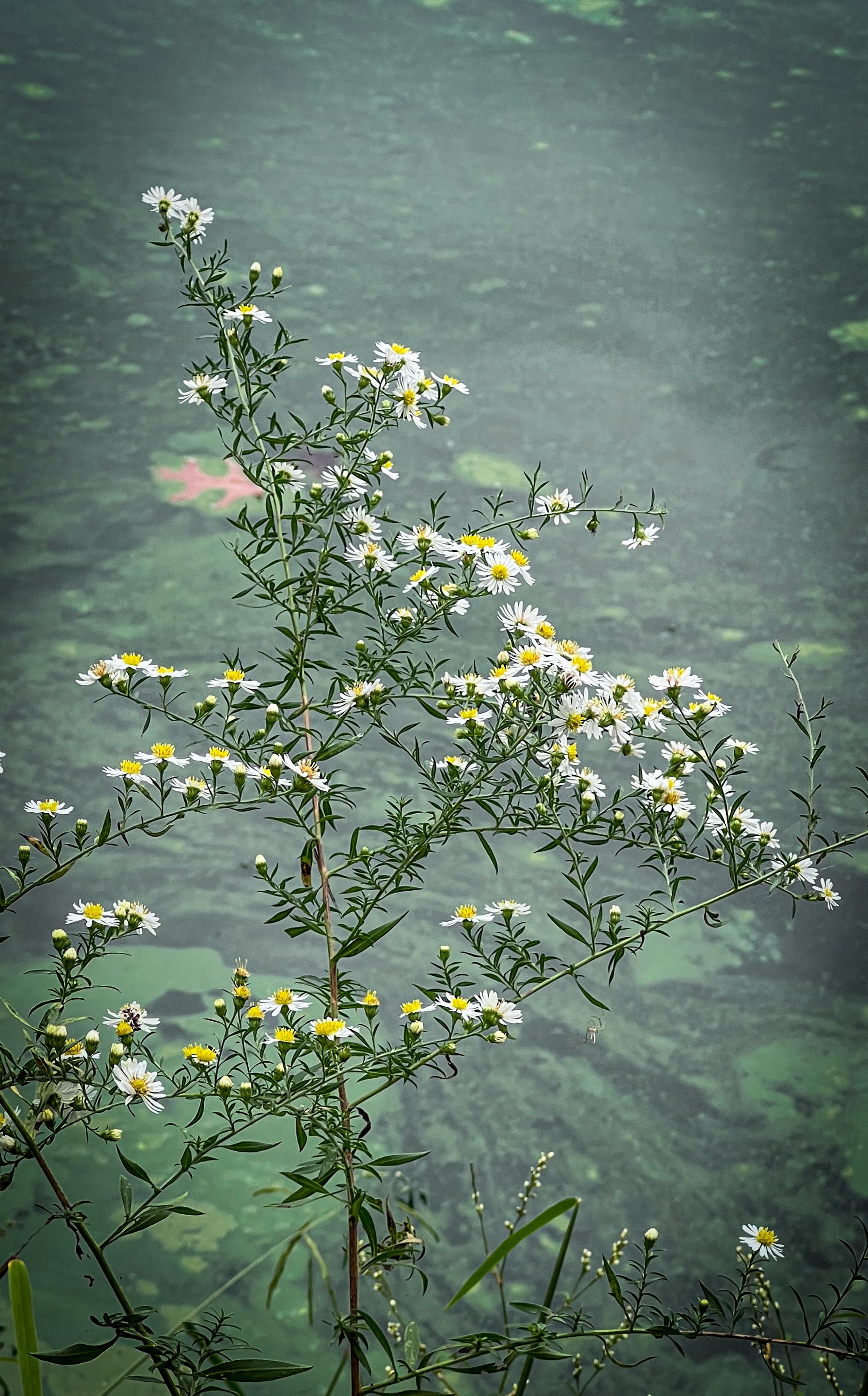 Asters, Beggarticks, Smartweeds, & Goldenrod