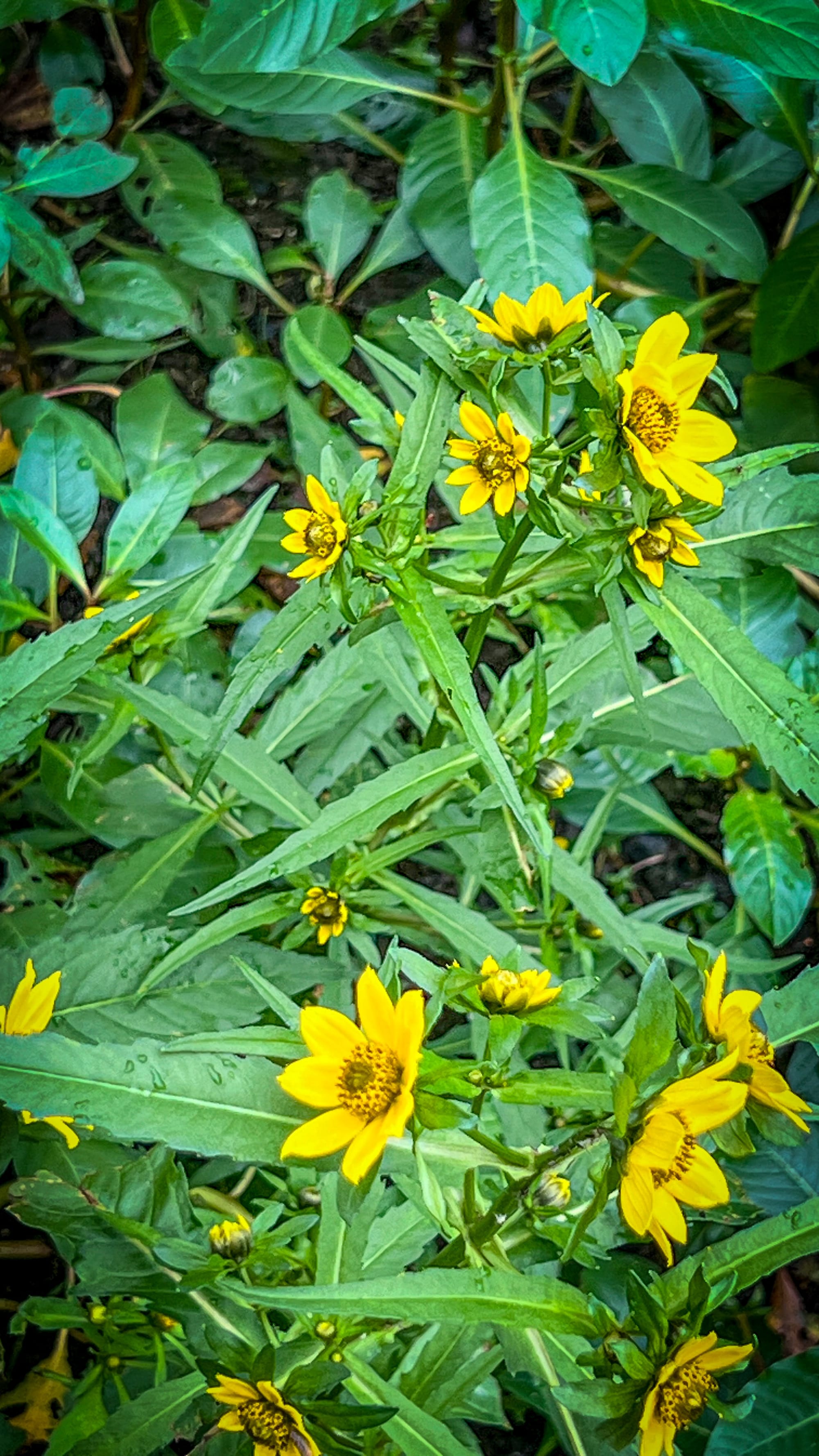 Asters, Beggarticks, Smartweeds, & Goldenrod