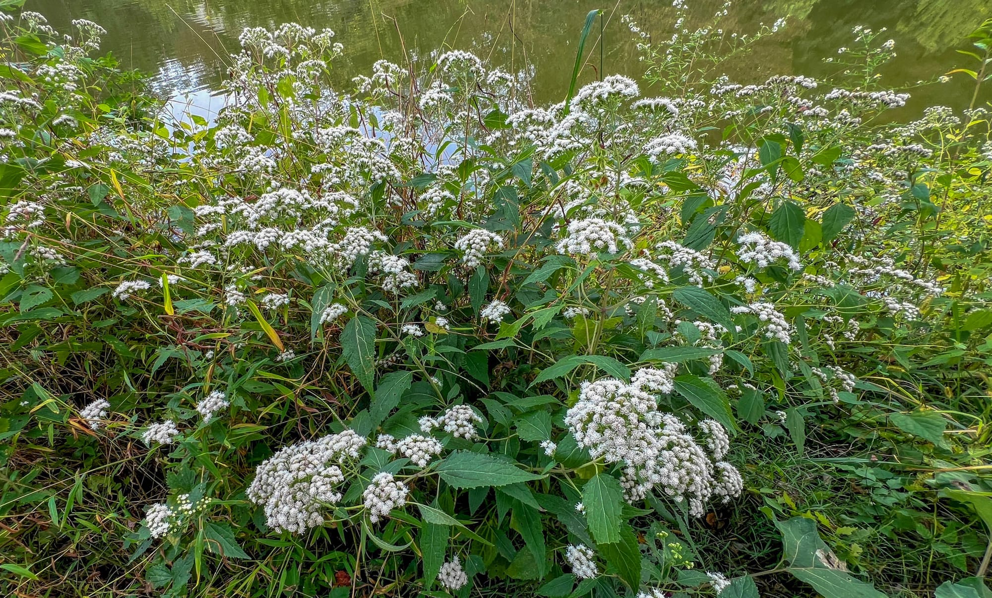 Asters, Beggarticks, Smartweeds, & Goldenrod
