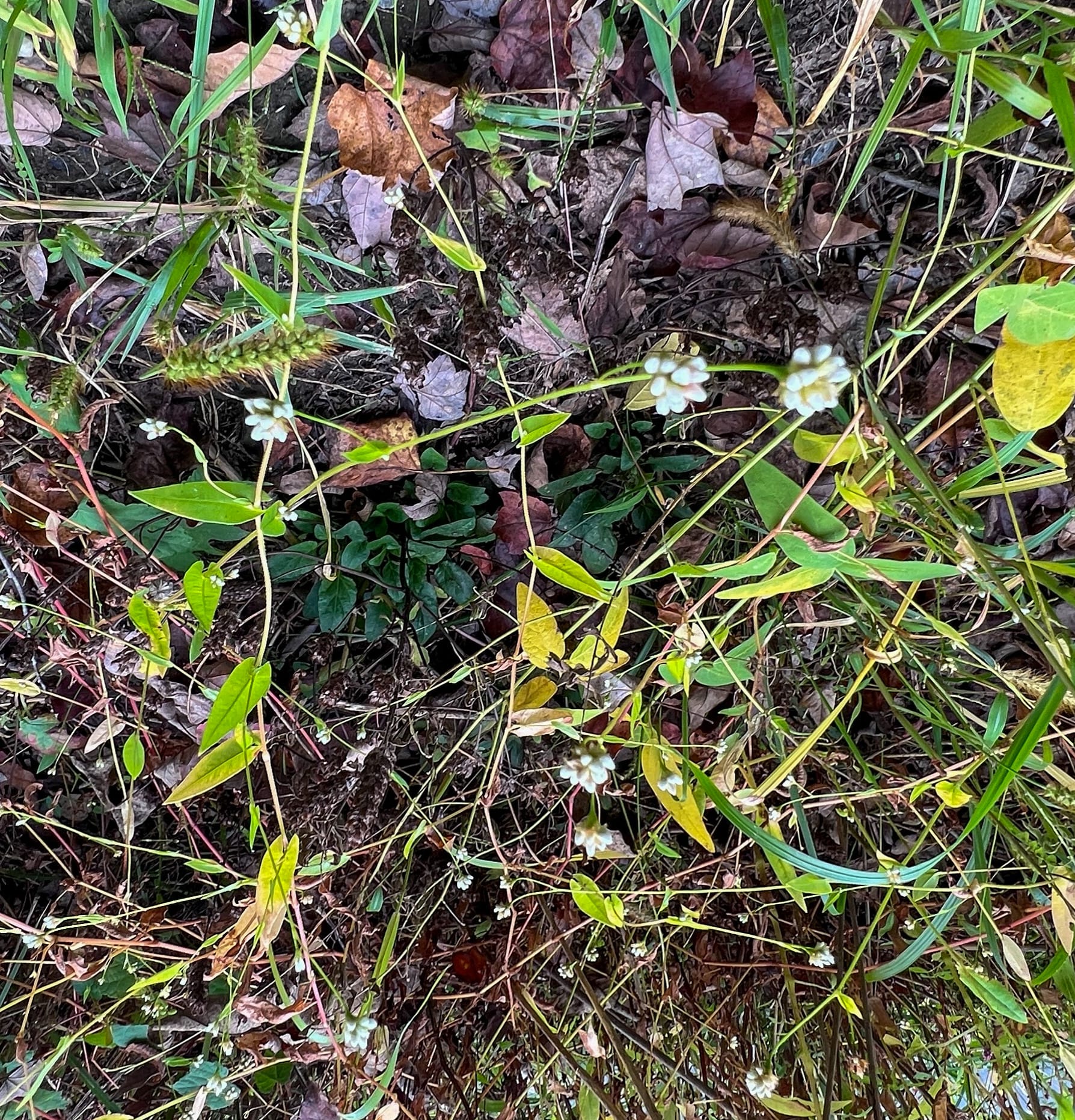Asters, Beggarticks, Smartweeds, & Goldenrod