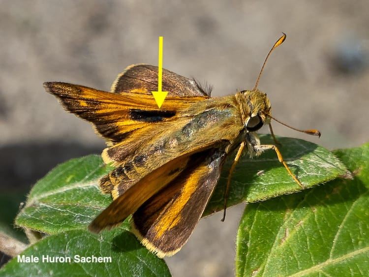 Skippers