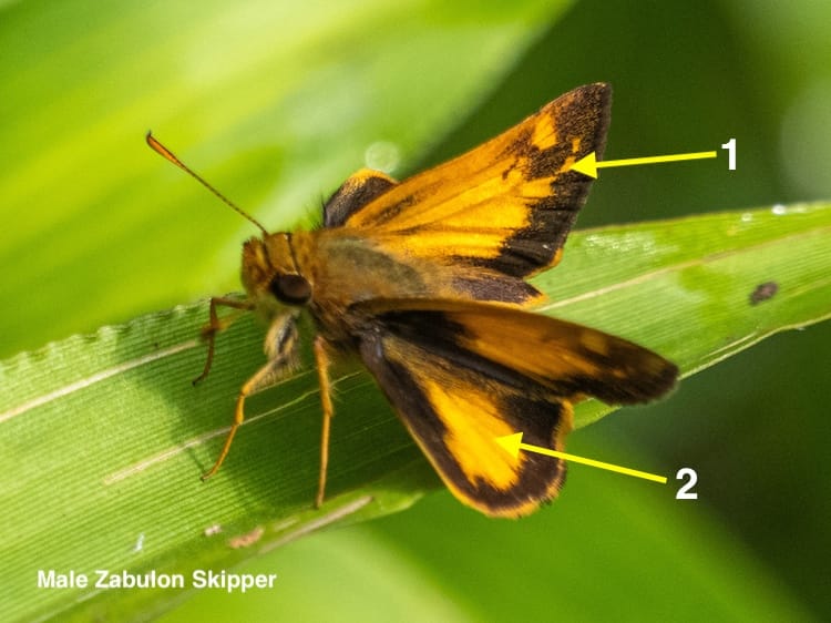 Skippers