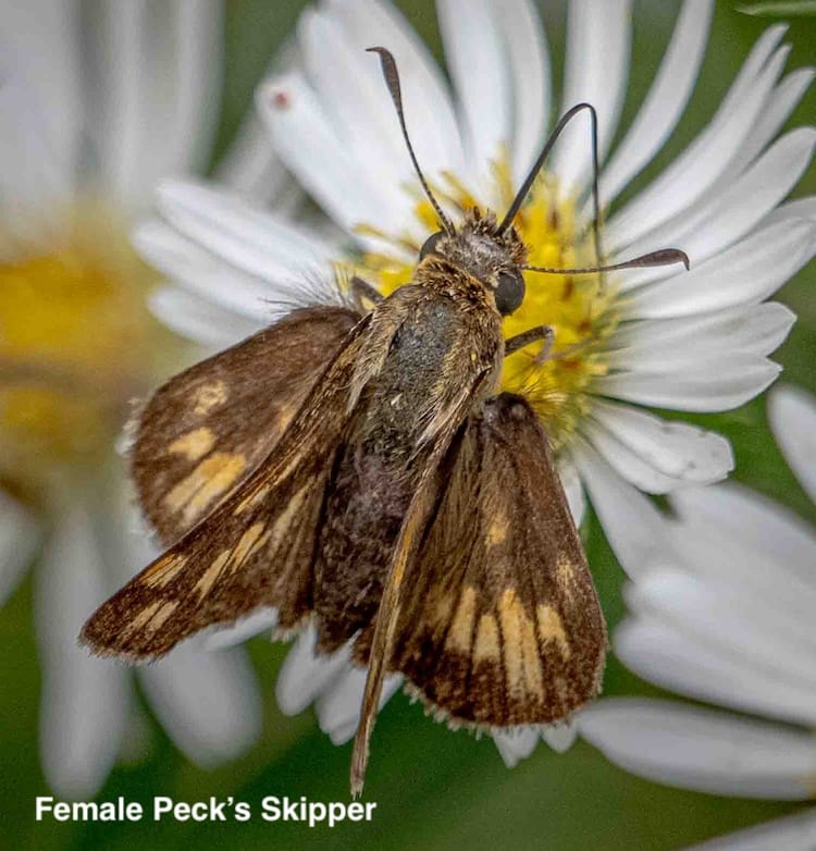 Skippers