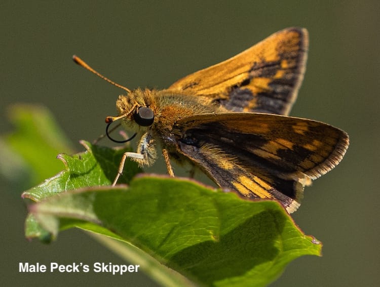 Skippers