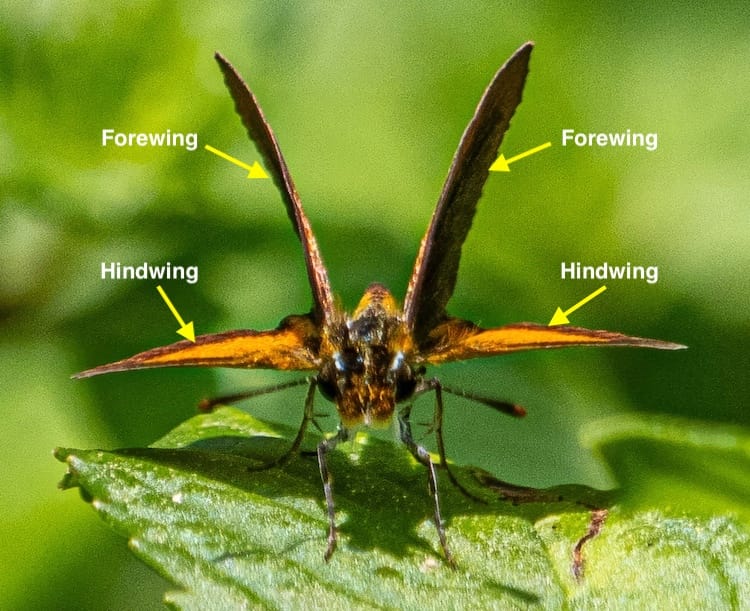 Skippers