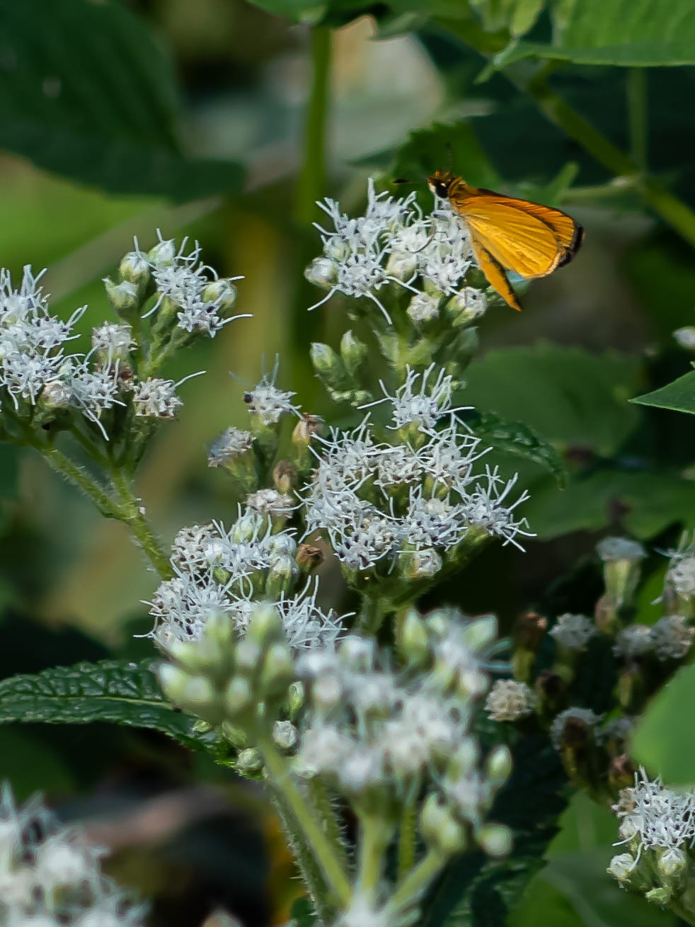 Asters, Beggarticks, Smartweeds, & Goldenrod
