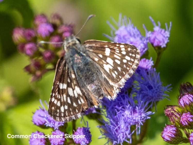 Skippers