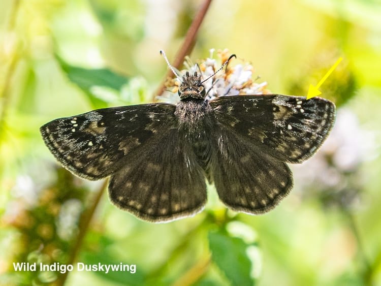 Skippers