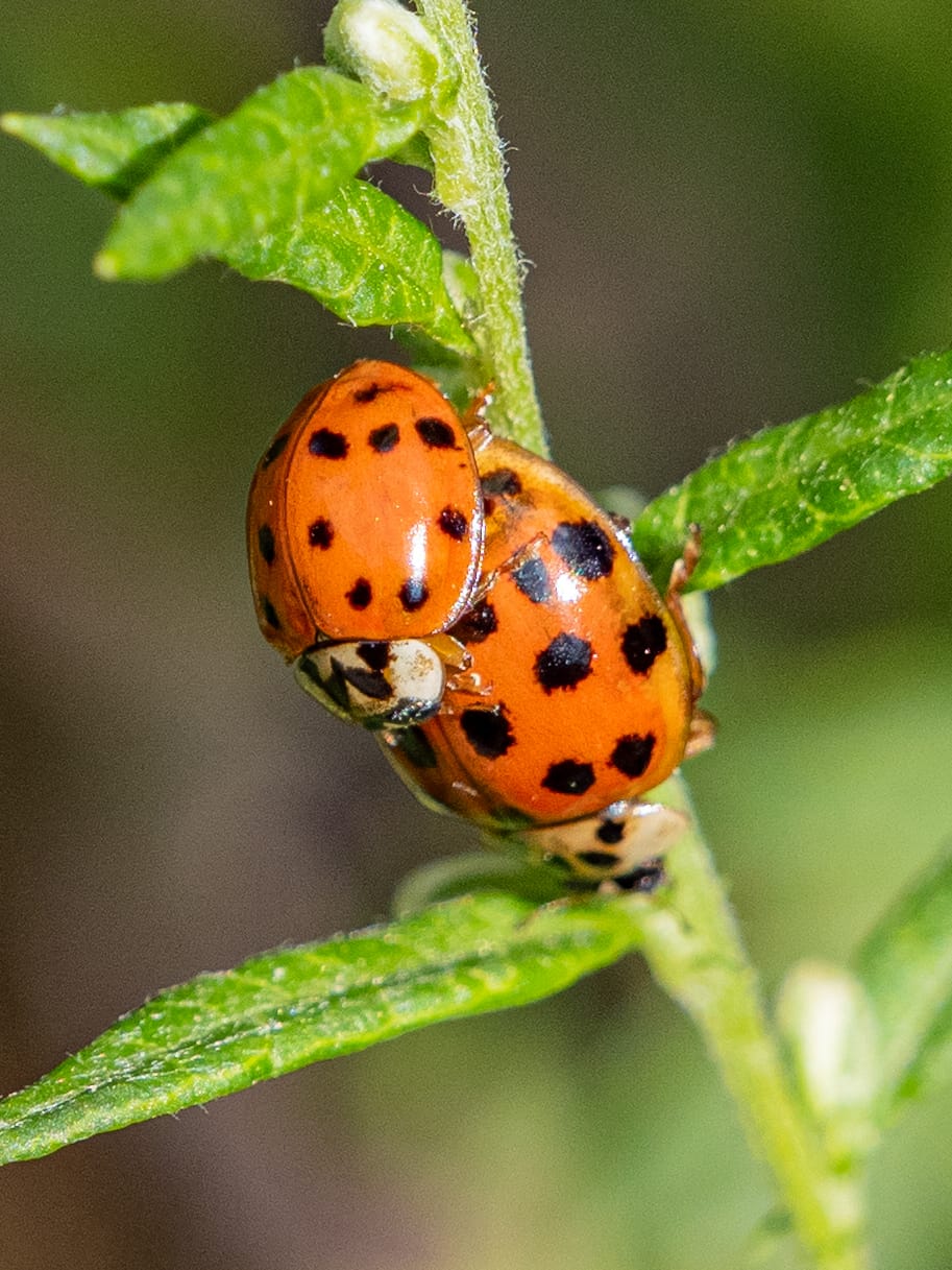 Recently at Nixon Park - Early September