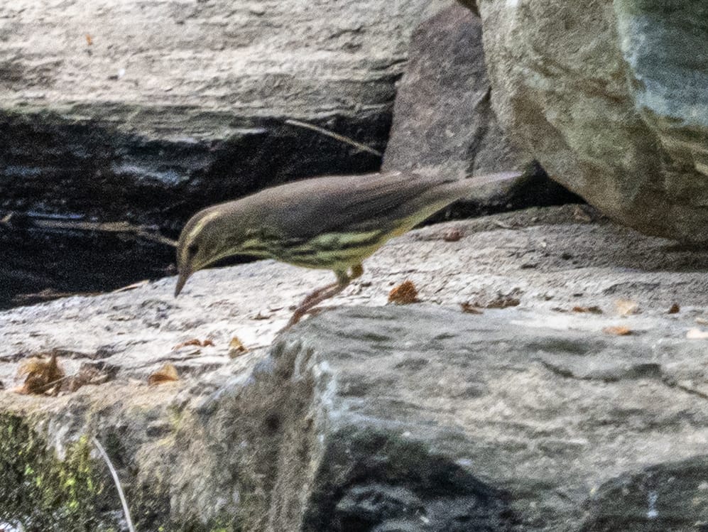 Recently at Nixon Park - Early September