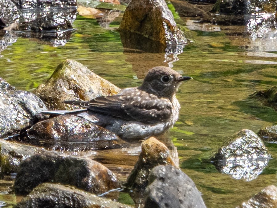 Recently at Nixon Park - Early September
