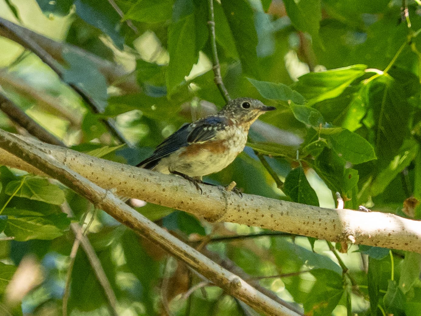 Recently at Nixon Park - Early September