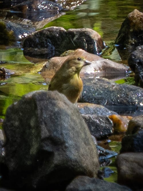 Recently at Nixon Park - Early September