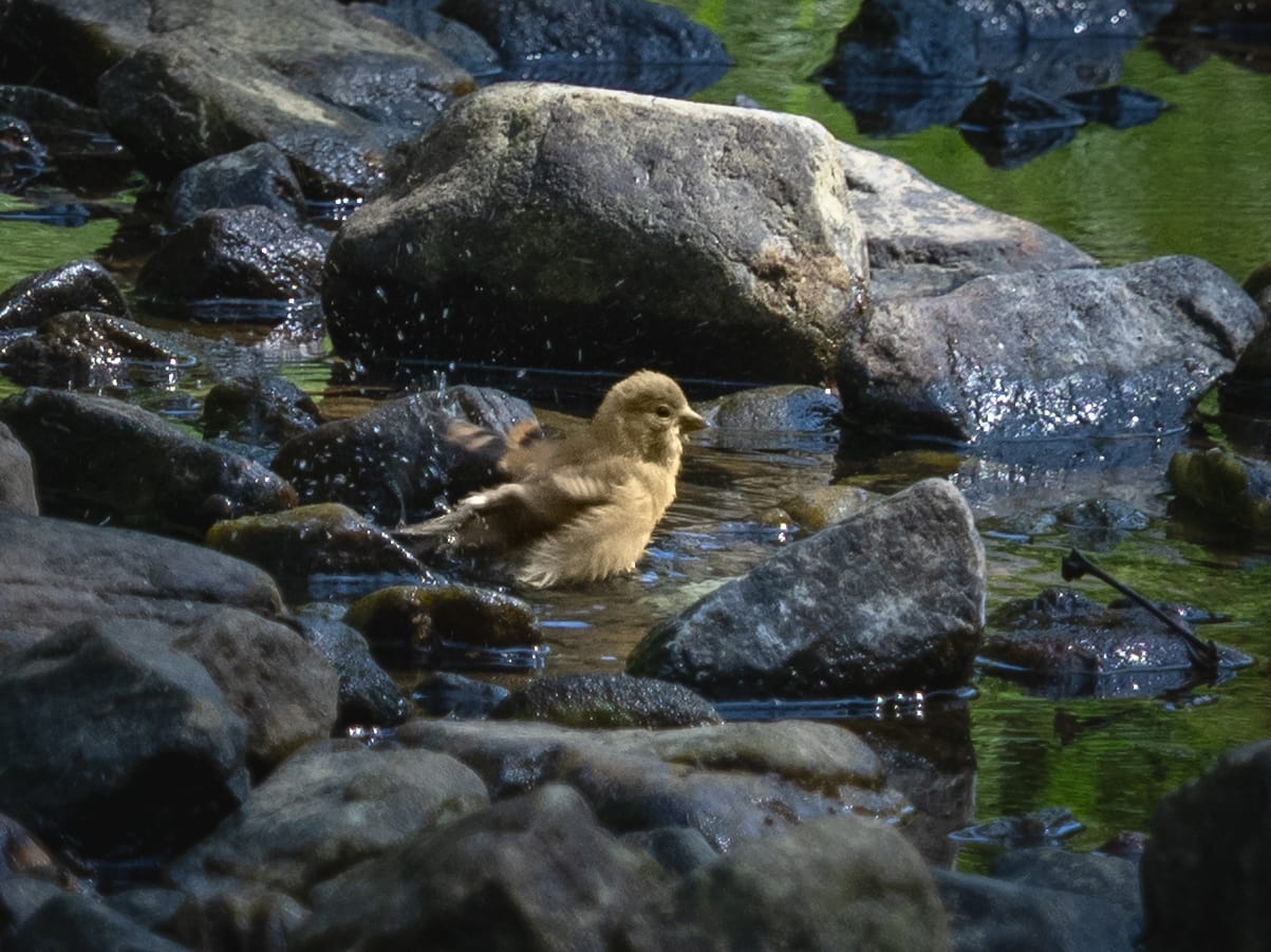 Recently at Nixon Park - Early September