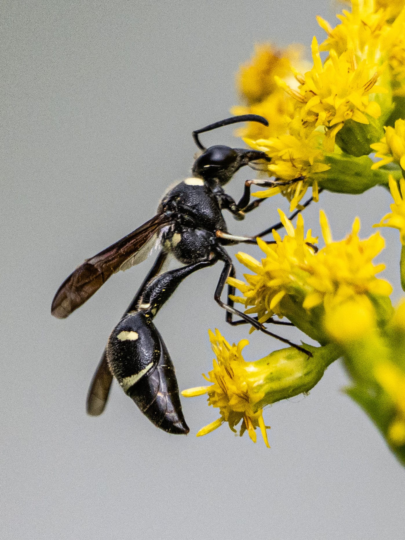 Asters, Beggarticks, Smartweeds, & Goldenrod