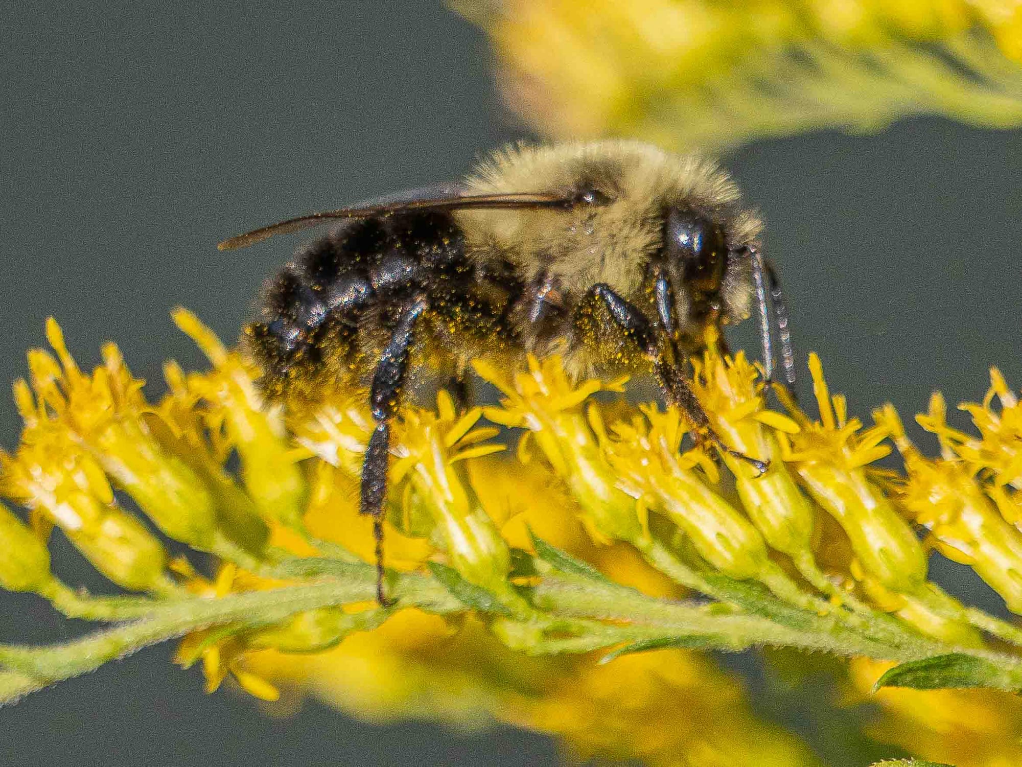 Asters, Beggarticks, Smartweeds, & Goldenrod