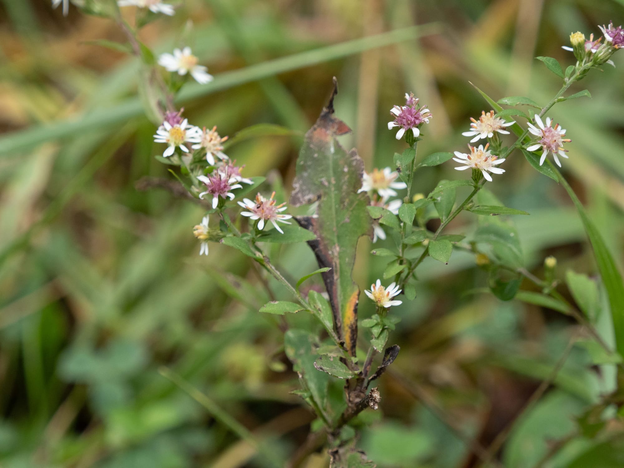 Asters, Beggarticks, Smartweeds, & Goldenrod