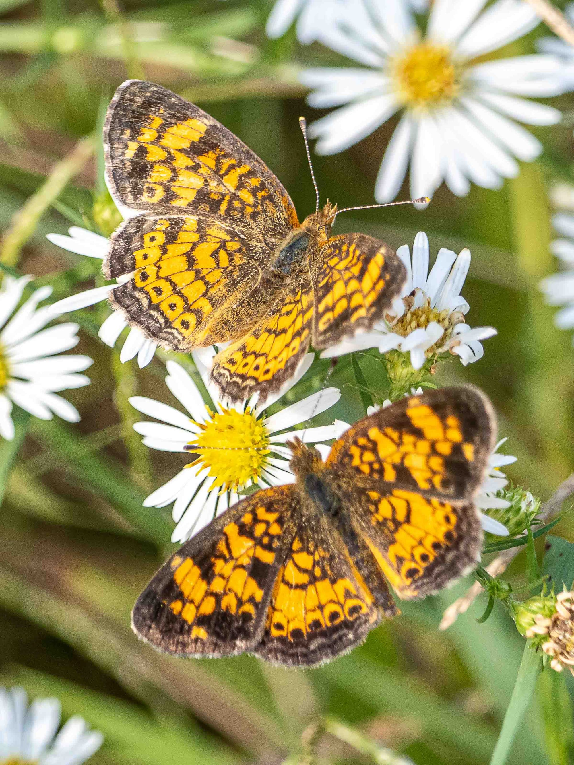 Asters, Beggarticks, Smartweeds, & Goldenrod