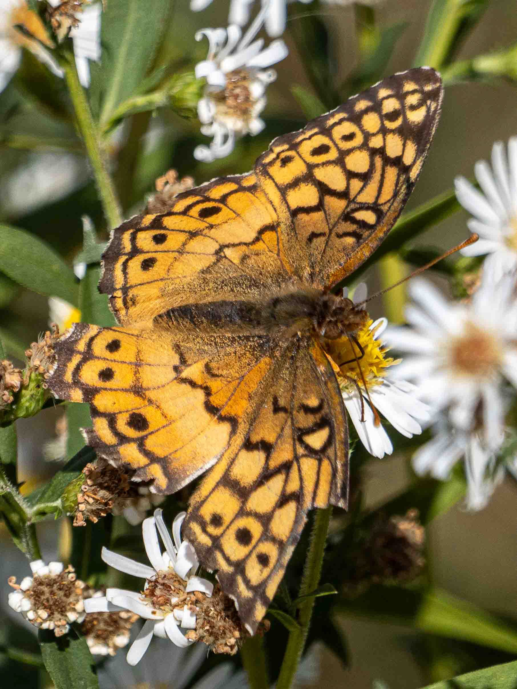 Asters, Beggarticks, Smartweeds, & Goldenrod
