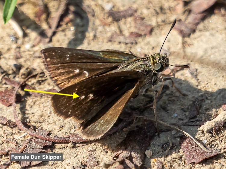 Skippers