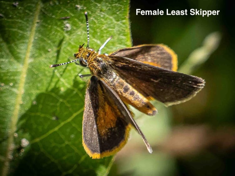 Skippers