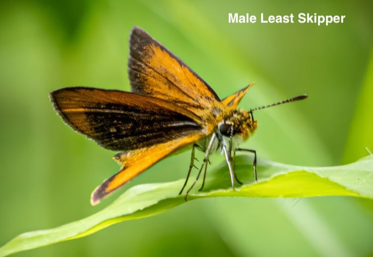 Skippers