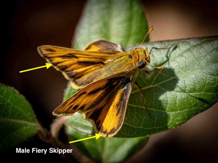 Skippers