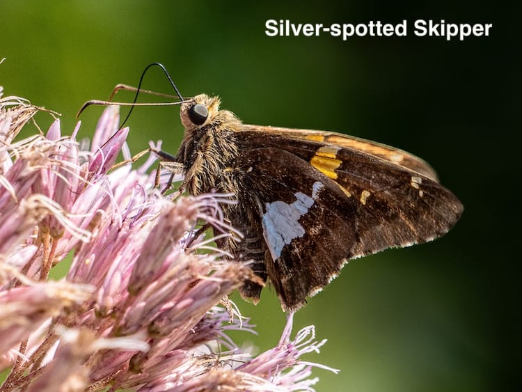 Skippers